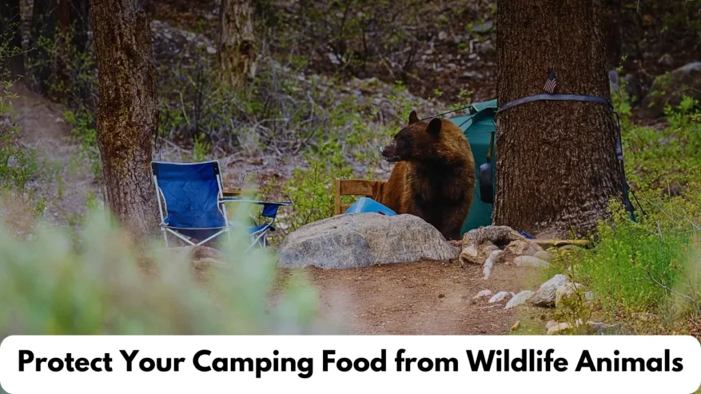 A view of campsite with a bear highlighting the reminder protect your camping food from wildlife animals.